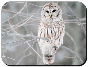 buho-blanco---white-owl